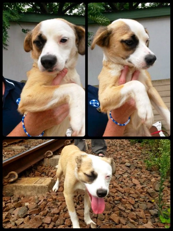 Dogs available for adoption at Toti SPCA | South Coast Sun