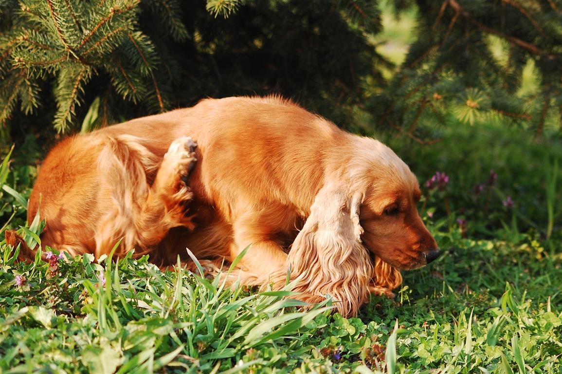 How To Spot Pet Allergies And Prevent Them South Coast Sun
